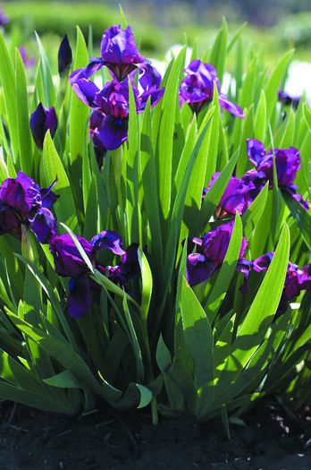 Iris pumila Pastel Cherry - IRIS PUMILA - Irisi pitici