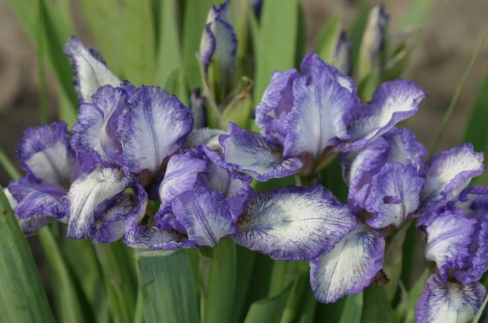 Iris pumila Polka (14)