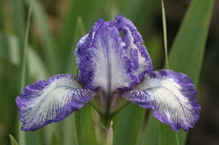 Iris pumilla Polka (49)