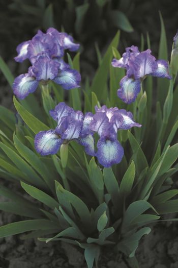 Iris pumila Polka