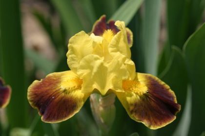 Iris pumila Watercolour