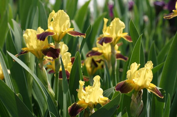 Iris pumila Watercolour (18)
