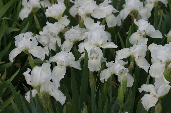 Iris pumila White Gem