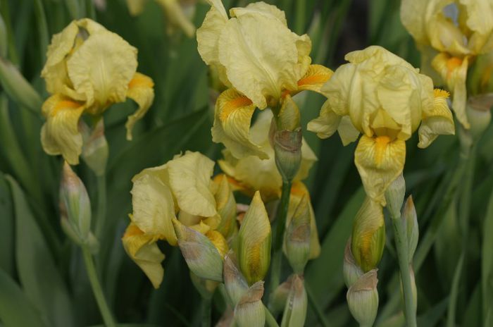 Iris intermedia Sangreal