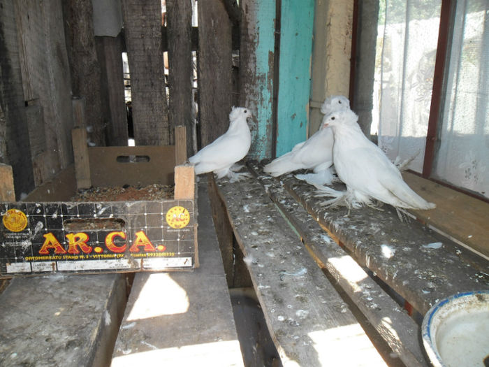 tobosari albi si spatiul pt ei