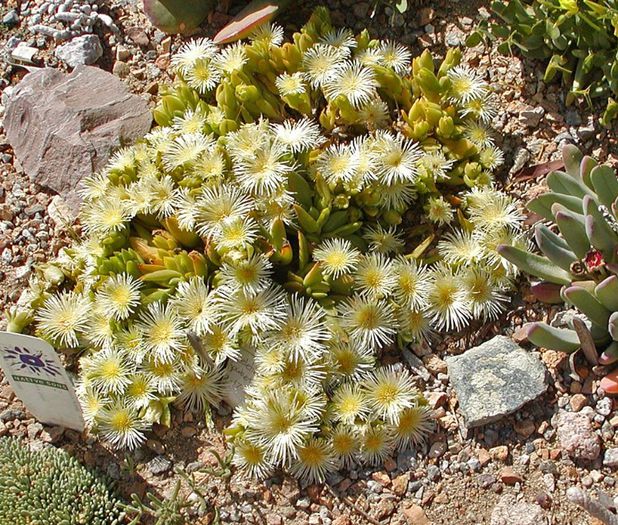 Sceletium tortuosum - 2-de vanzare 2019-2020-SEMINTE IERBURI FOLOSITOARE SI PLANTE MEDICINALE RARE