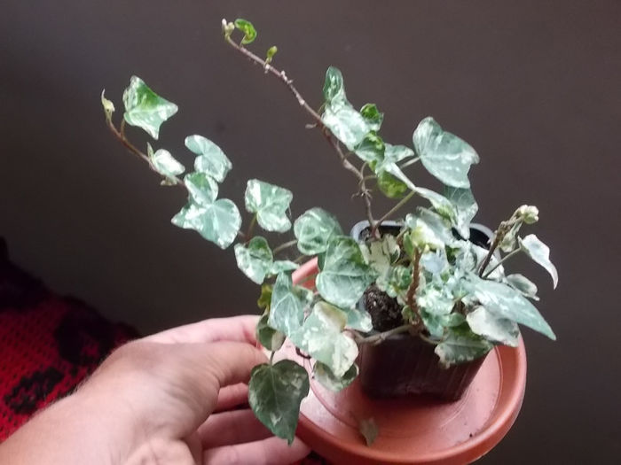 Hedera variegata - Flori de la Dianadia