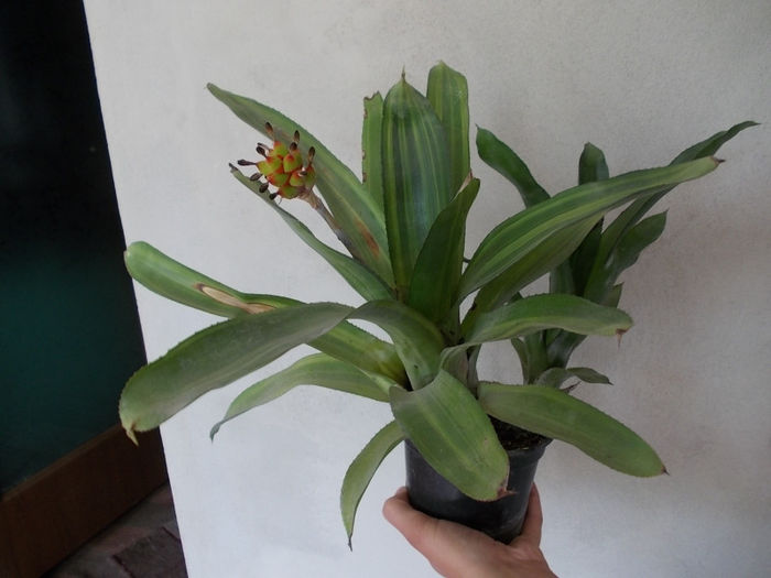 Bromelia - Flori de la Dianadia