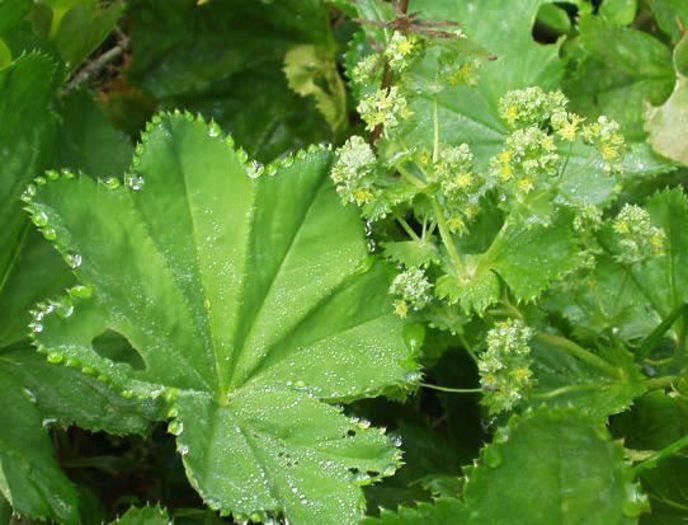cretisoara alchemilla-vulgaris - 2-de vanzare 2019-2020-SEMINTE IERBURI FOLOSITOARE SI PLANTE MEDICINALE RARE