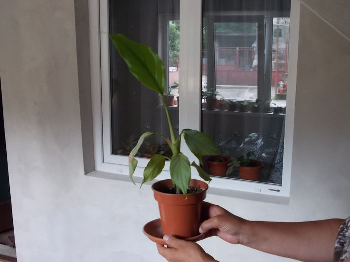 Aglaonema modestum