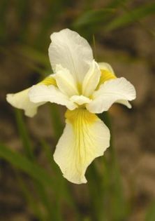 Iris sibirica Butter and Sugar - IRIS SIBIRICA si IRIS ENSATA