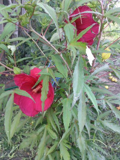 Photo1870 - 2013 hibiscus moscheutos