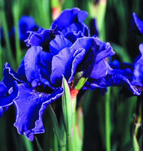 Iris sibirica Dear Dianne - IRIS SIBIRICA si IRIS ENSATA