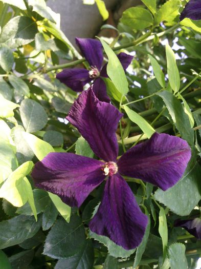 Polish spirit - 2013 clematis