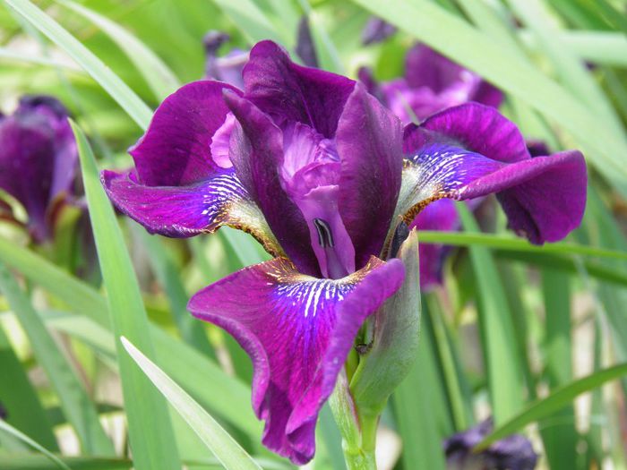 I.sibirica Hubbard - IRIS SIBIRICA si IRIS ENSATA