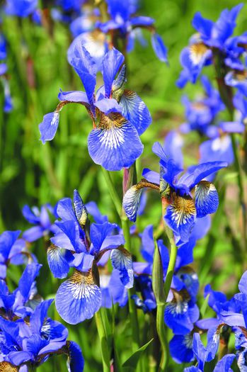 Iris sibirica Per Simon (13) - IRIS SIBIRICA si IRIS ENSATA