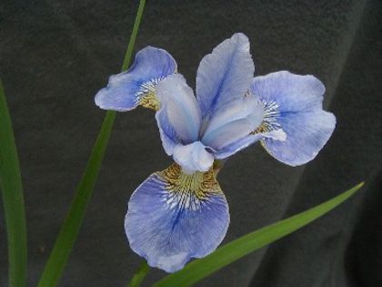 Iris sibirica Perrys Blue - IRIS SIBIRICA si IRIS ENSATA