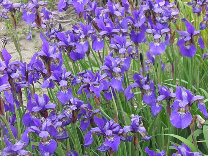 iris ensata Gracieuse (10)
