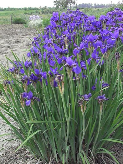 Valda (11) - IRIS SIBIRICA si IRIS ENSATA