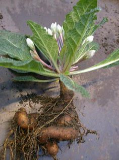 Mandragora officinalis - 2-de vanzare 2019-2020-SEMINTE IERBURI FOLOSITOARE SI PLANTE MEDICINALE RARE