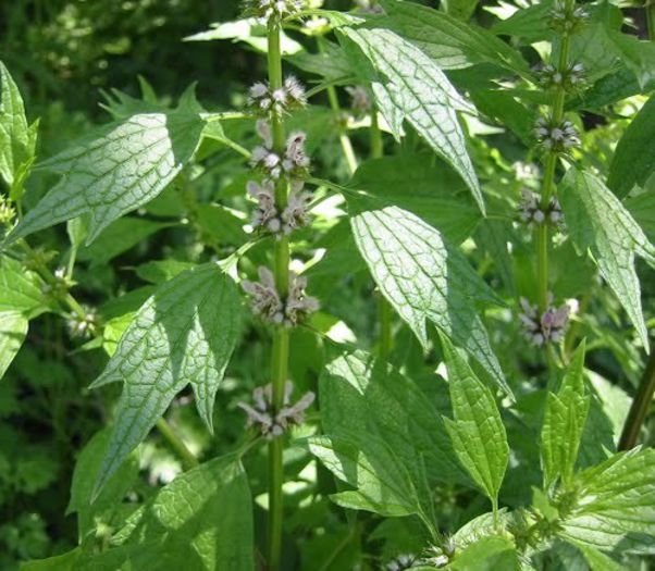 talpa gastei Leonurus cardiaca - 2-de vanzare 2019-2020-SEMINTE IERBURI FOLOSITOARE SI PLANTE MEDICINALE RARE