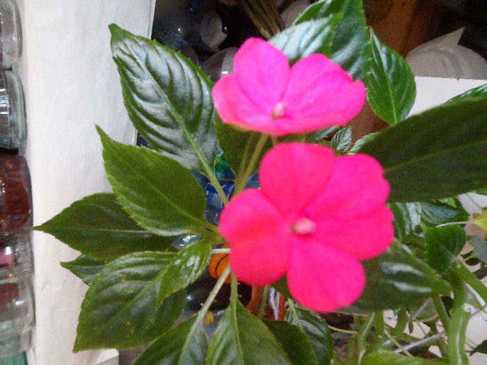 impatiens simpla.