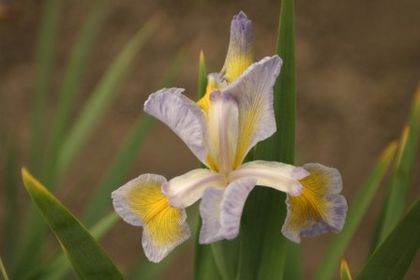 Iris spuria Betty Cooper - IRIS SPURIA si IRIS PSEUDACORUS