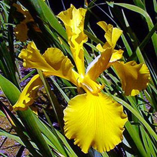 Iris spuria Megagold - IRIS SPURIA si IRIS PSEUDACORUS