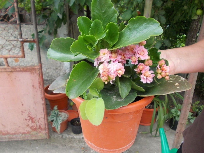 Kallanchoe roz - Flori de la Lidl