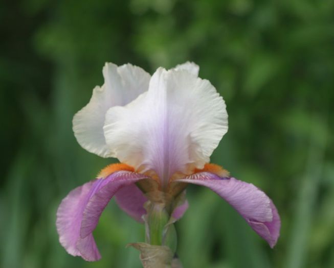 Rose Ice - IRIS GERMANICA