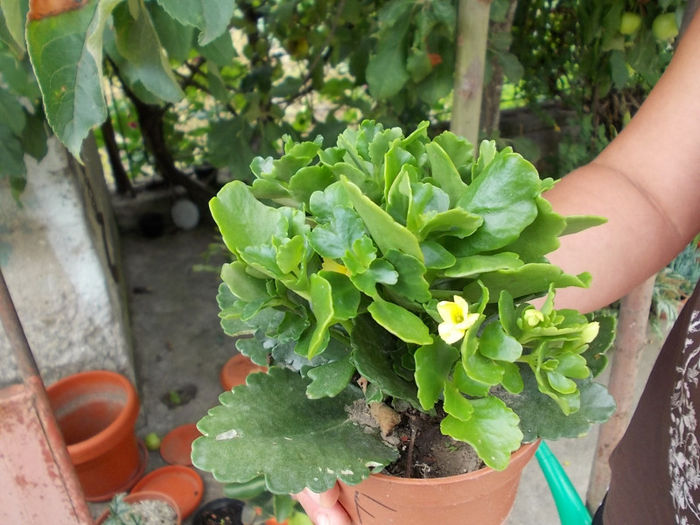 Kallanchoe galbena