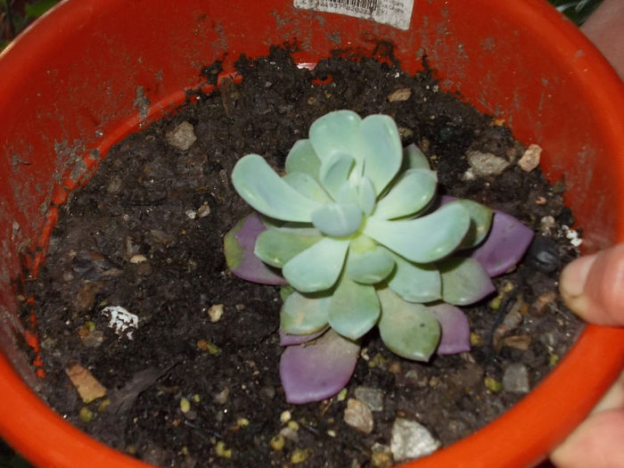 Echeveria