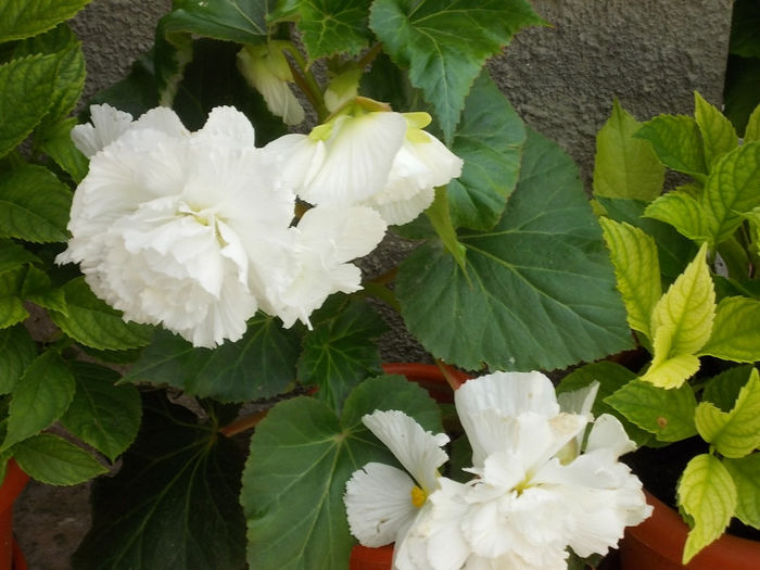 Begonia - Flori de la Billa