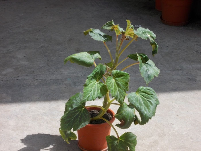 Begonia galbena - Flori de la Billa