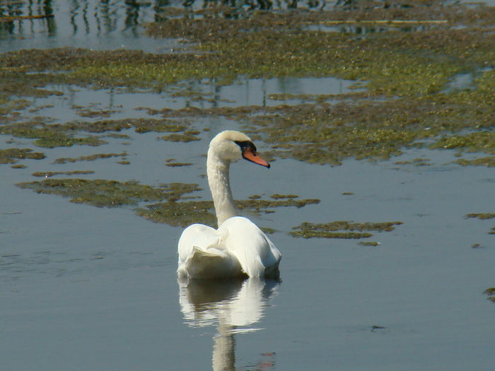 DSC09578 - Lebede pe Arges