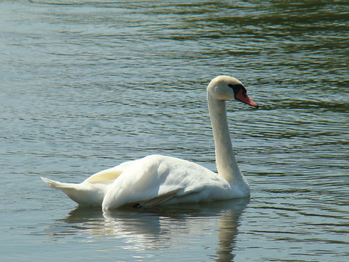 DSC09583 - Lebede pe Arges