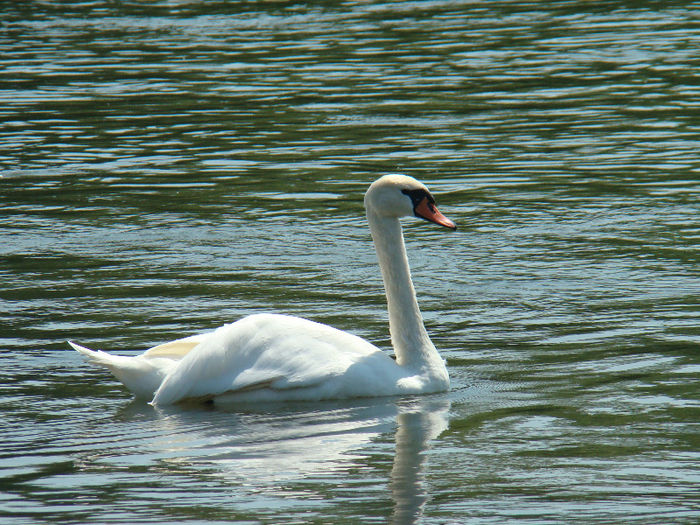 DSC09586 - Lebede pe Arges