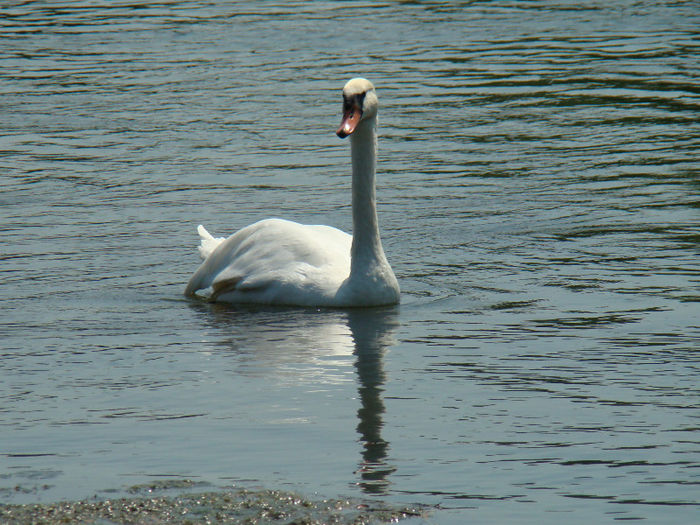 DSC09588 - Lebede pe Arges