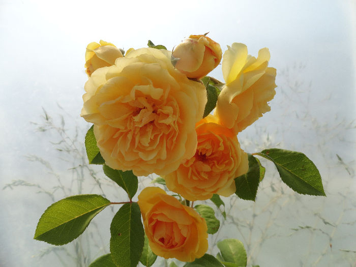 DSC01702 - Trandafiri