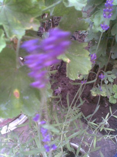 Imag025 - Vara 2013
