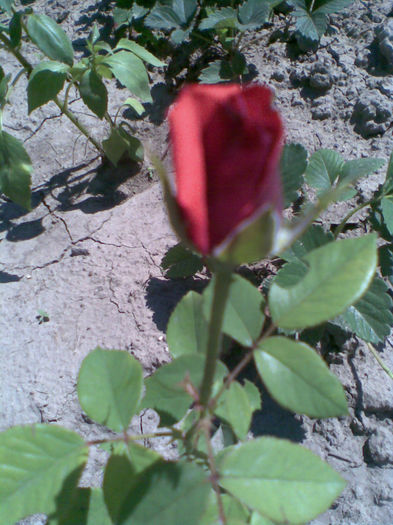 Imag055 - Vara 2013