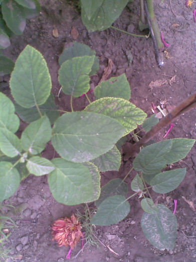 Imag070 - Vara 2013