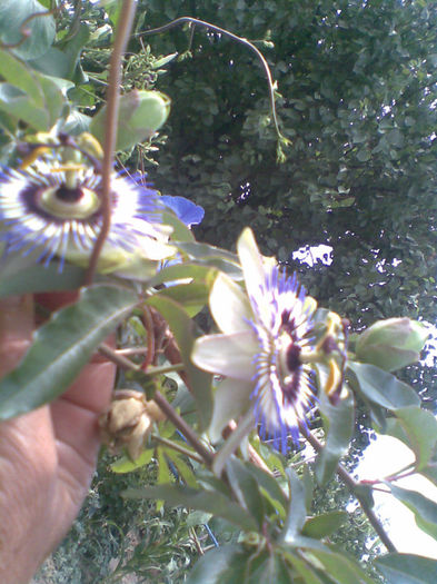 Passiflora inflorita CAROULEA - Vara 2013