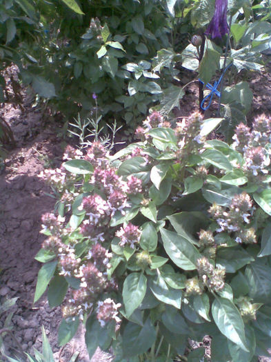 Busuioc in gradina - Vara 2013