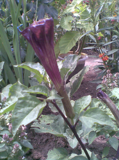 Imag119 - Vara 2013