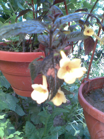 Achi YELLOW - Vara 2013