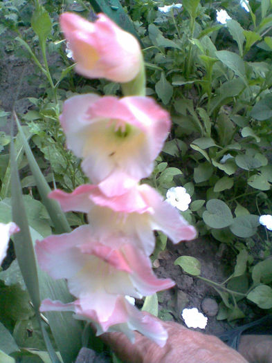 Imag235
