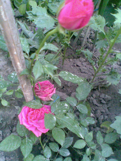 Imag236