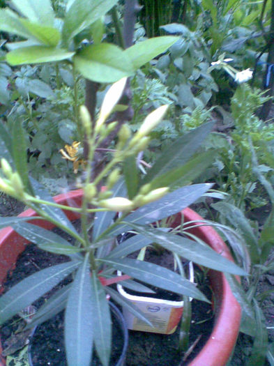 Imag239