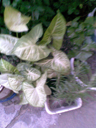Imag241